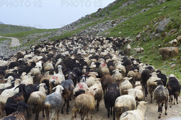 Flock of sheep on the Tosor Pass