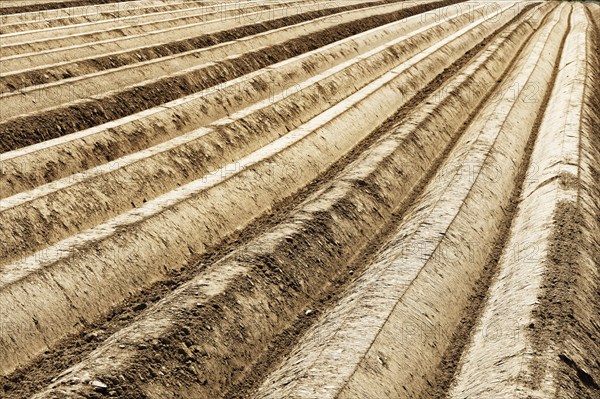 Freshly planted potato field