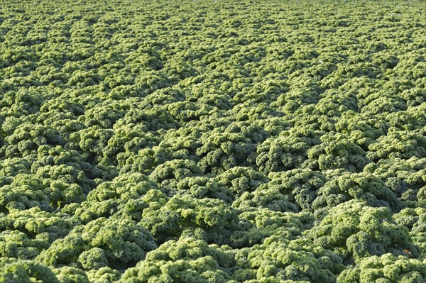 Field with Kale