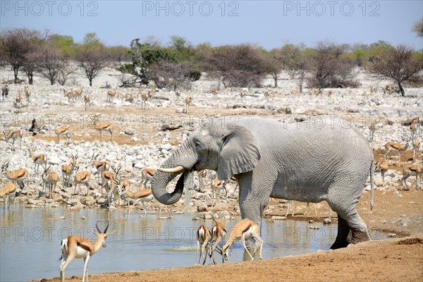 African elephant