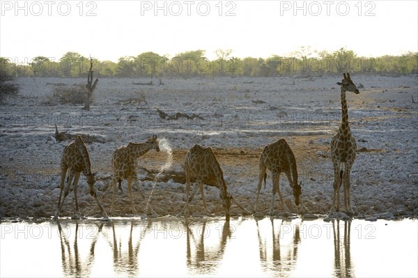 Angolan Giraffe