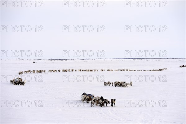 Nenets shepherds on their spring migration in the tundra with a sledge pulled by Reindeer