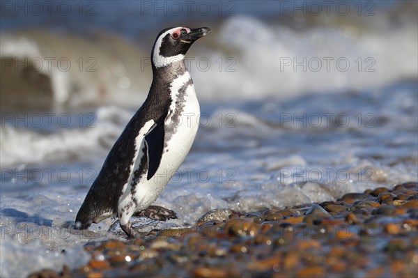 Magellanic Penguin