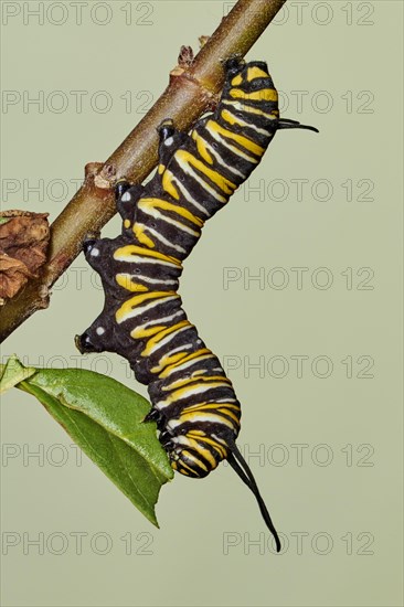 Caterpillar of the monarch butterfly