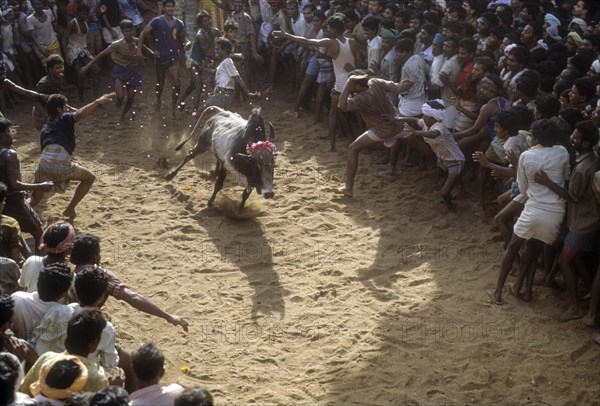 Jallikattu in Alanganallur near Madurai