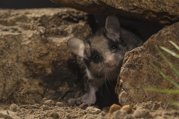 Garden dormouse