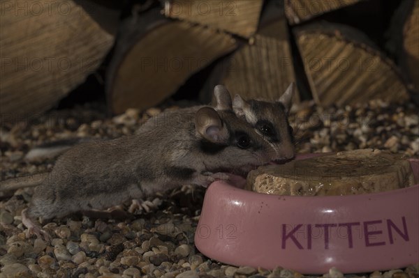 Garden dormouse