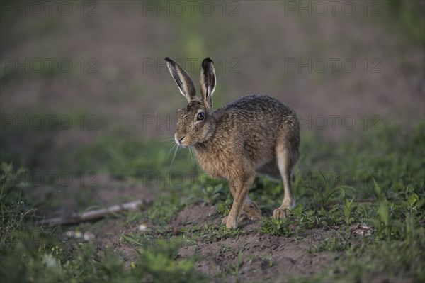 European hare