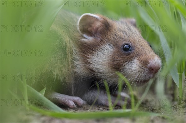 European Hamster