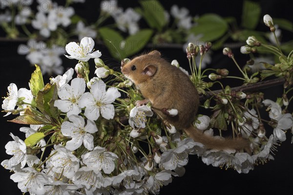 Hazel Dormouse