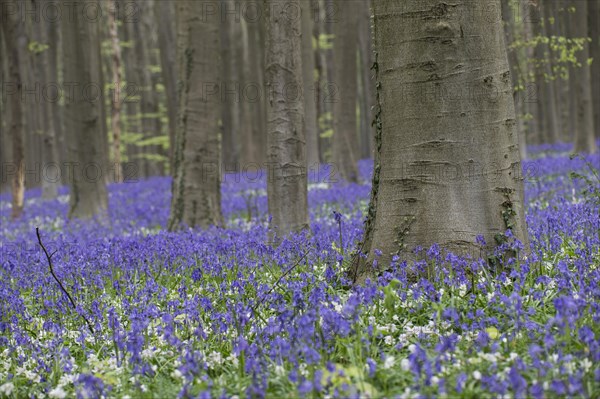 Bluebells