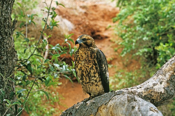 Galapagos Hawk