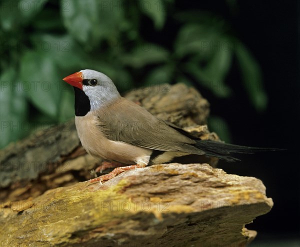 Black Throated Finch