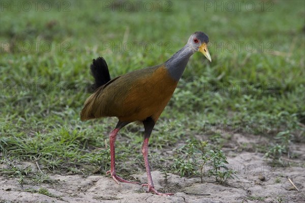 Grey necked wood rail