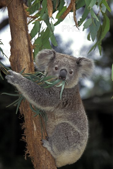 Koala