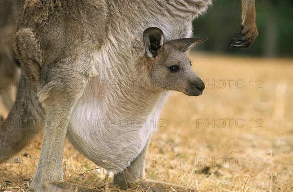 EASTERN GREY KANGAROO