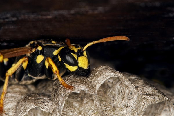 Common Wasp