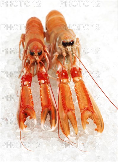 DUBLIN BAY PRAWN OR NORWAY HOBSTER OR SCAMPI ephrops norvegicus ON ICE