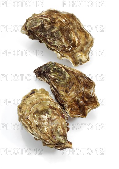 French oyster called Marennes d'Oleron