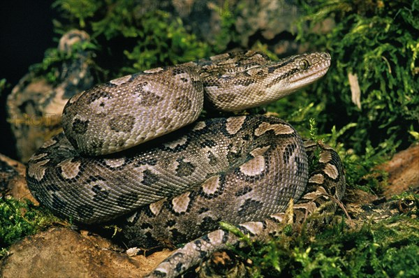 Argentine Rainbow Boa