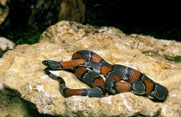 Grey-banded king snake