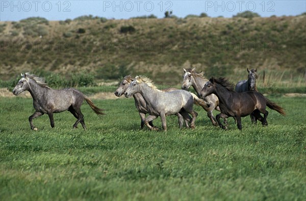 Lusitano horse