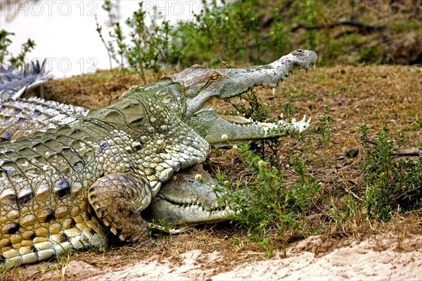 Orinoco Crocodile