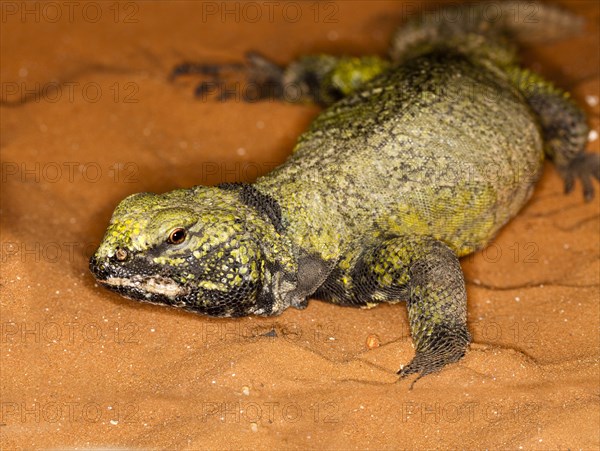 Spiny-tailed Lizard