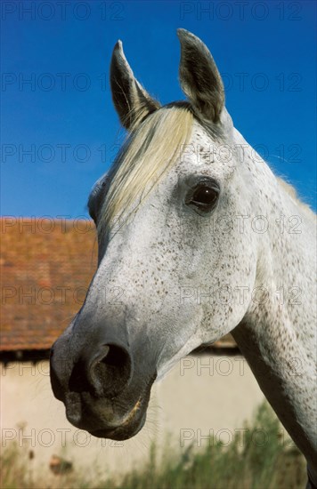 Arabian horse