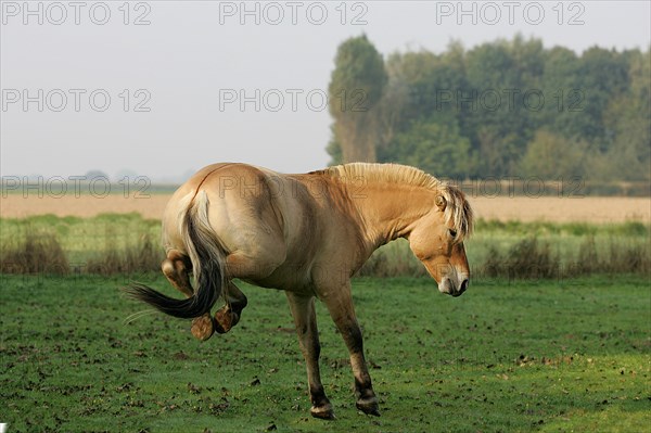 Norwegian fjord stallion