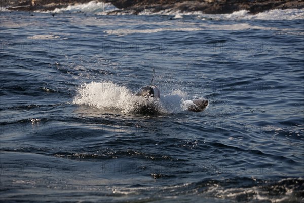 Great white shark