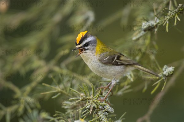 Common firecrest