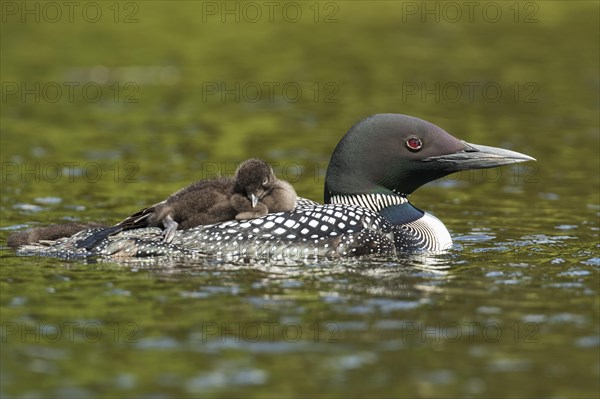 Common loon