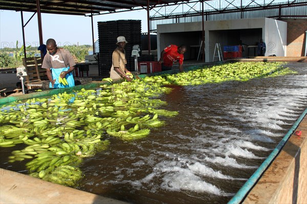 Washing plant