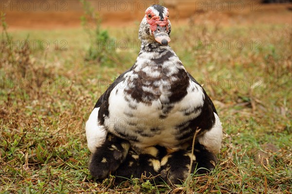 Duck with chicks