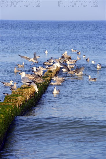 Algae-covered concrete groynes