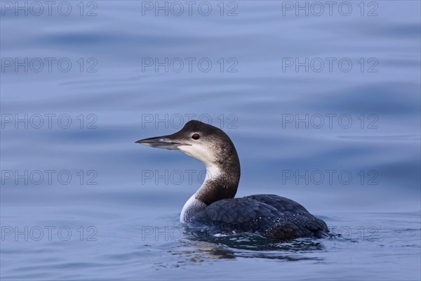 Common loon