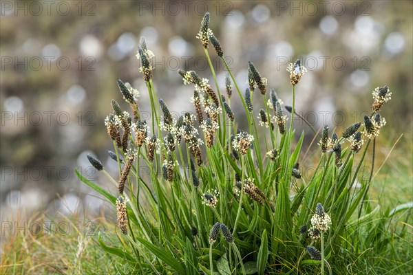 English plantain