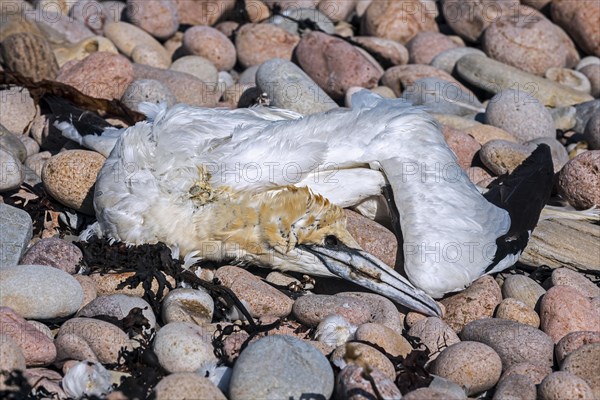 Dead Northern gannet