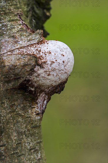 Emerging fruiting body