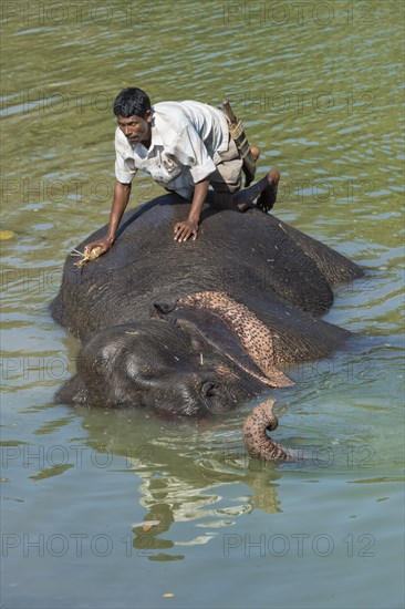 Mahout washing his Indian elephant