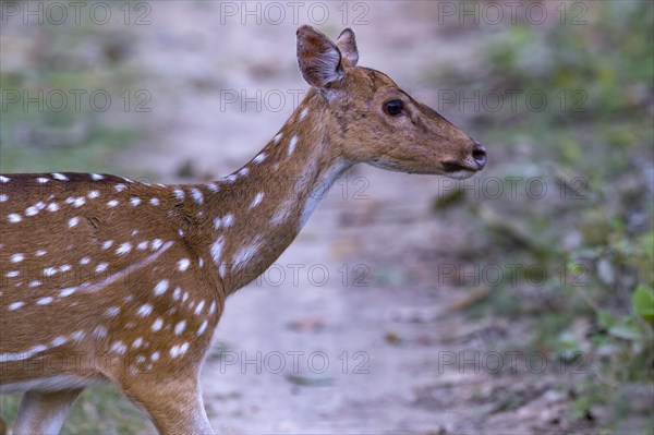 Spotted deer