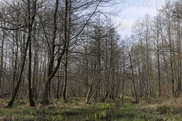 Swamp forest with red