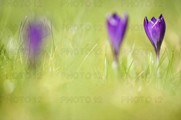 Woodland crocus