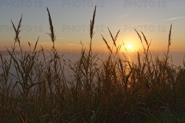 Giant reed