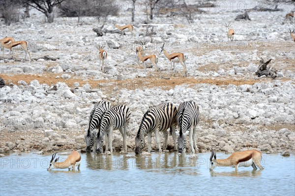 Burchell's zebra herd