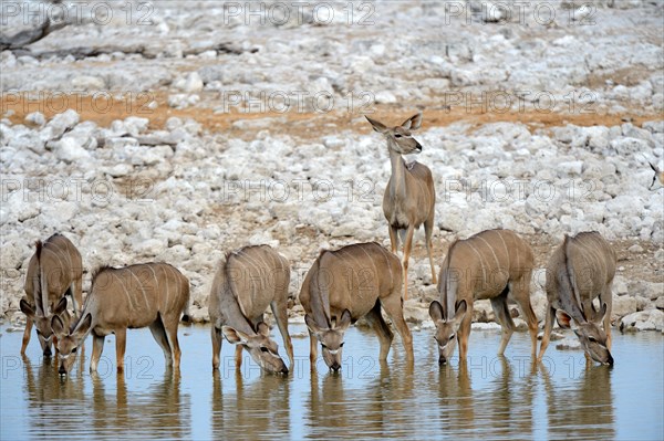 Greater kudu