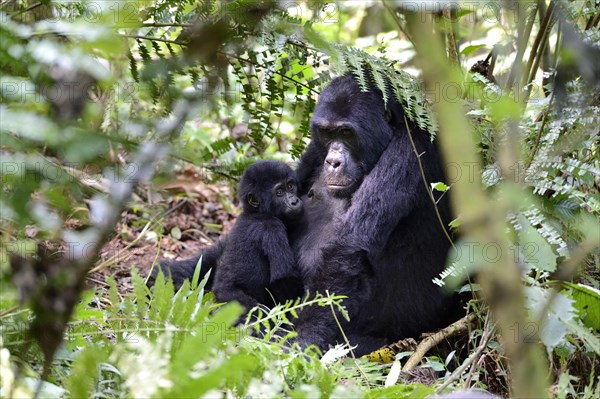 Female Mountain gorilla