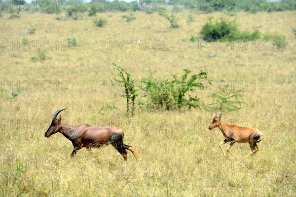 Lyra antelope