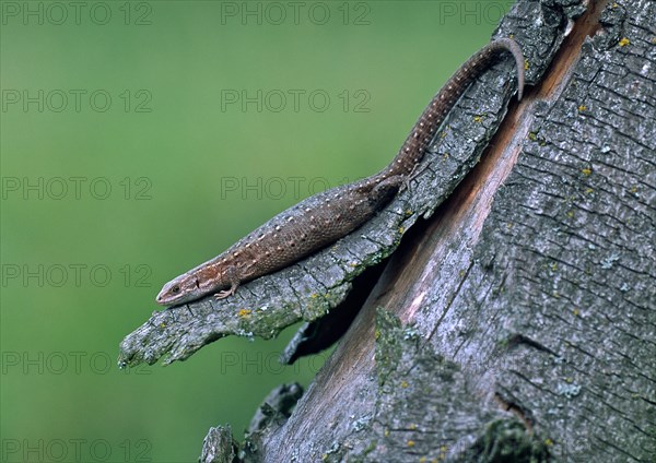 Common Lizard